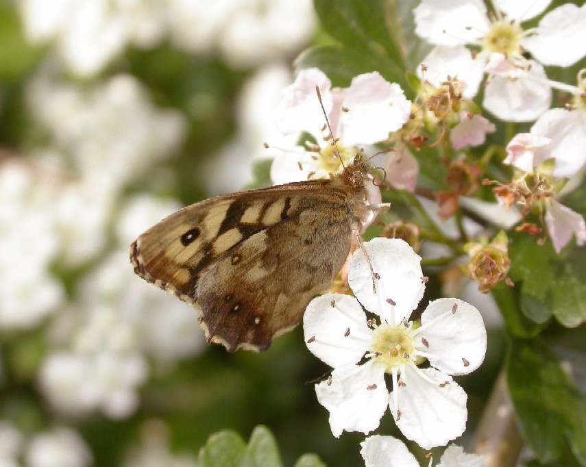 Speckled wood Copyright: Malcolm Riddler