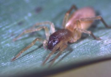 Clubiona juvenis Copyright: Peter Harvey