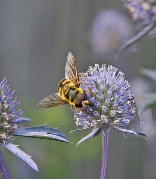 Myathropa florea 5 Copyright: Graham Ekins