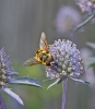 Myathropa florea 5 Copyright: Graham Ekins