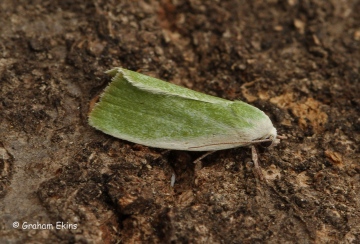 Cream-bordered Green Pea 5 Copyright: Graham Ekins