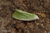 Cream-bordered Green Pea 5 Copyright: Graham Ekins