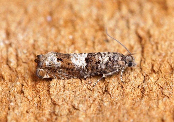 Epinotia tetraquetrana 1 Copyright: Ben Sale