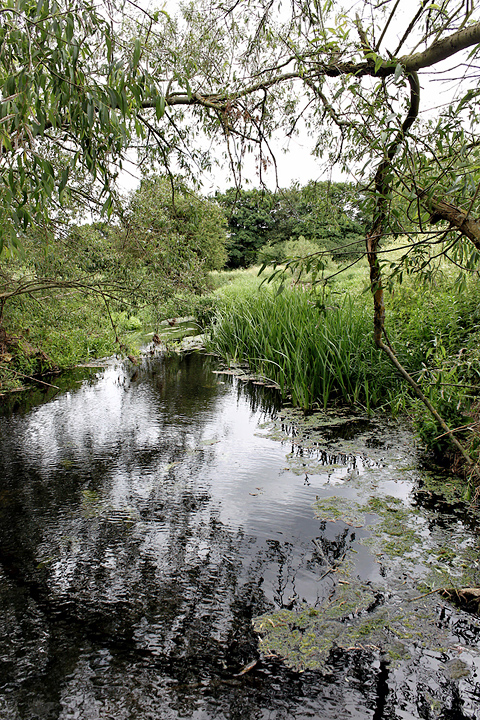 The River Roding 2 - (20 May 2011) Copyright: Leslie Butler