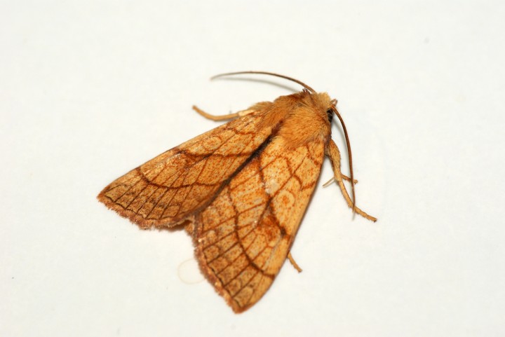 Orange Sallow 4 Copyright: Ben Sale