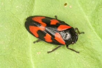 Cercopis vulnerata Copyright: Peter Harvey