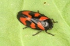 Cercopis vulnerata Copyright: Peter Harvey