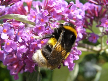 Bombus lucorum Copyright: Sue Grayston