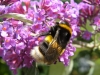 Bombus lucorum Copyright: Sue Grayston