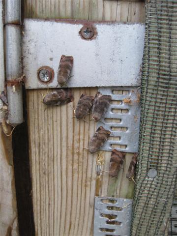 Lesser Broad Bordered Yellow Underwing 2 Copyright: Stephen Rolls