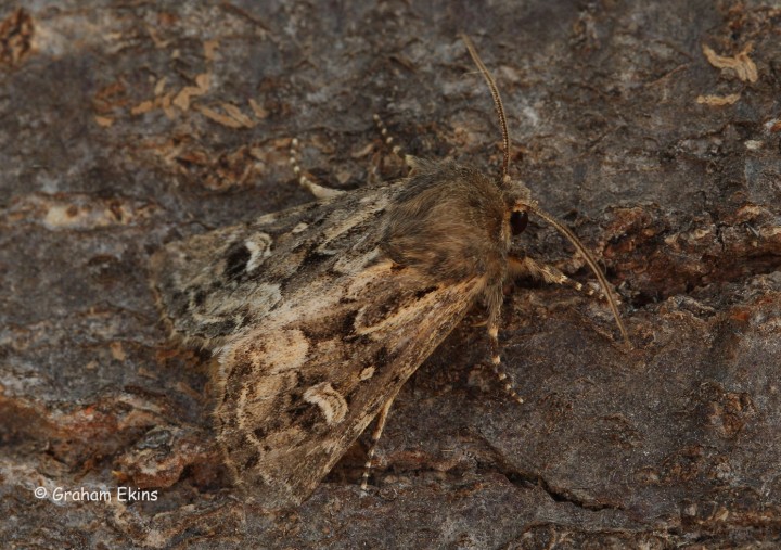 Sandhill Rustic Luperina nickerlii demuthi Copyright: Graham Ekins