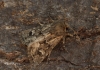 Sandhill Rustic Luperina nickerlii demuthi