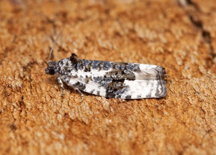 Apotomis turbidana 1 Copyright: Ben Sale