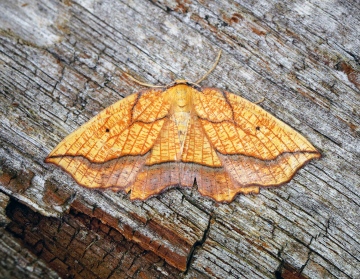 Bordered Beauty Copyright: Ben Sale