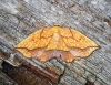 Bordered Beauty