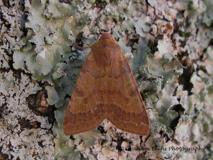 Flounced Chestnut  Agrochola helvola Copyright: Graham Ekins