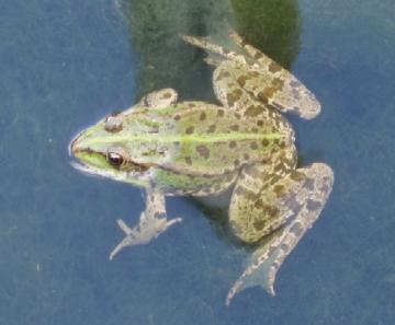 Marsh Frog Copyright: Adrian Wood