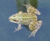 Marsh Frog 