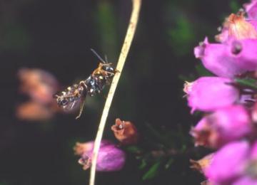 Nomada baccata Copyright: Peter Harvey