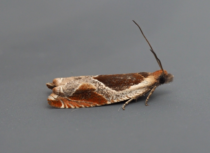 Ancylis unclana 1 Copyright: Gavin Price