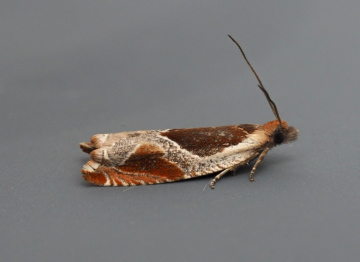Ancylis unclana 1 Copyright: Gavin Price