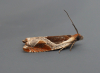 Ancylis unclana 1