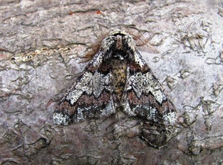 Oak Beauty Copyright: Graham Smith