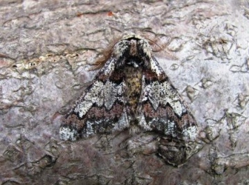 Oak Beauty Copyright: Graham Smith