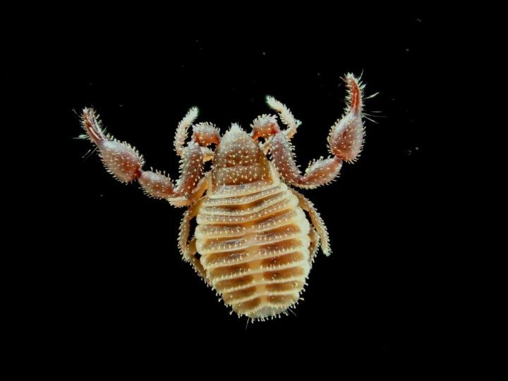 Chernes cimicoides Copyright: Simon Taylor