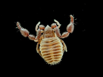 Chernes cimicoides Copyright: Simon Taylor