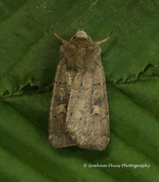 Square-spot Rustic  (Xestia xanthographa) 1 Copyright: Graham Ekins