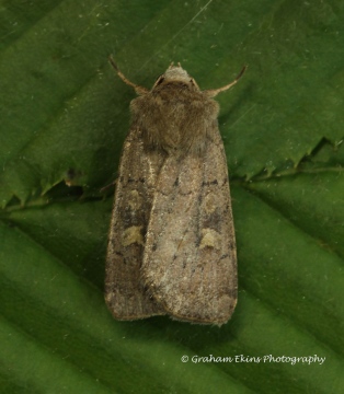 Square-spot Rustic  (Xestia xanthographa) 1 Copyright: Graham Ekins