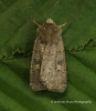 Square-spot Rustic  (Xestia xanthographa) 1