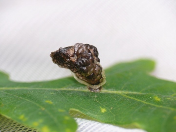 Coleophora kuehnella larval case Copyright: Peter Furze
