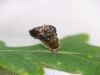 Coleophora kuehnella larval case 