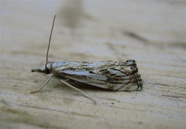 catoptria falsella Copyright: Stephen Rolls