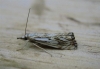 catoptria falsella