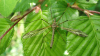 Twin-striped Grey Long-palp Cranefly 