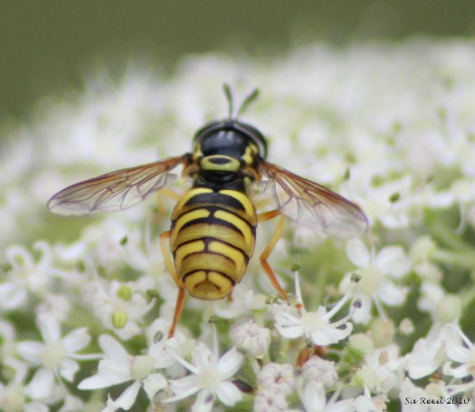 Chrysotoxum verralli Copyright: Su Reed