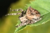 Araneus angulatus 