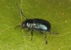 Cryptocephalus parvulus 