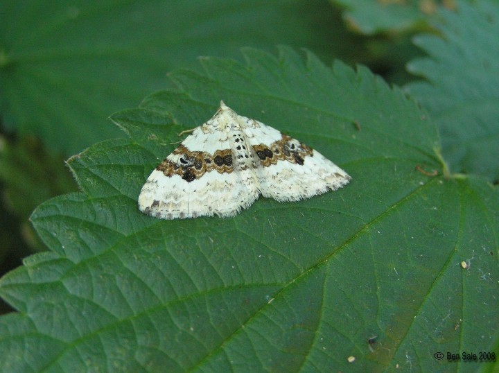 Silver-ground Carpet Copyright: Ben Sale