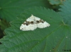 Silver-ground Carpet