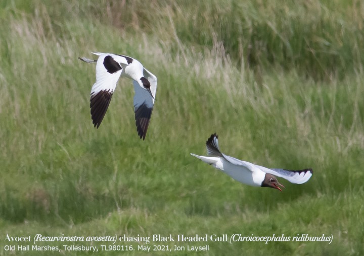 Avocet chasing Black Headed Gull - May 2021 - Tollesbury Copyright: Jon Laysell
