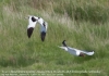 Avocet chasing Black Headed Gull - May 2021 - Tollesbury 