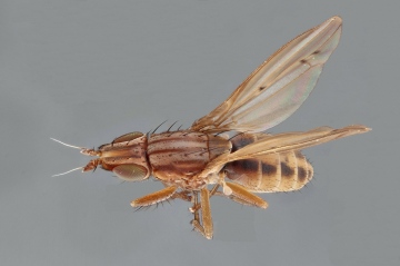 Trigonometopus frontalis female dorsal Copyright: Jeremy Richardson