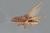 Trigonometopus frontalis female dorsal 