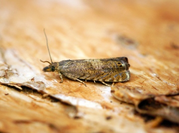 Dichrorampha aeratana Copyright: Ben Sale