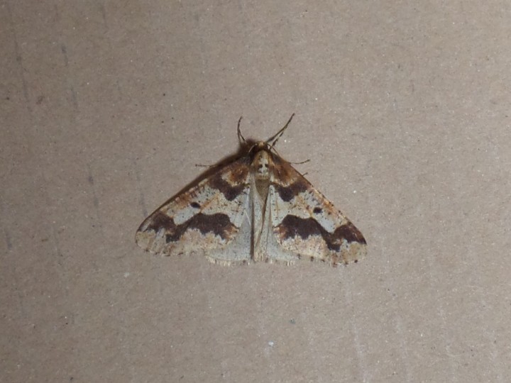 Mottled umber moth Copyright: Fiona Hutchings