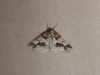 Mottled umber moth 